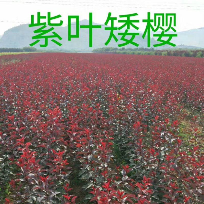河北省唐山市遵化市新店子镇，紫叶矮樱苗