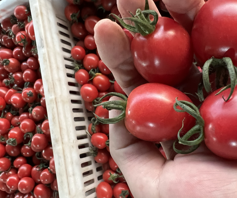 山东千禧圣女果大量供应小番茄小柿子一件代发社区