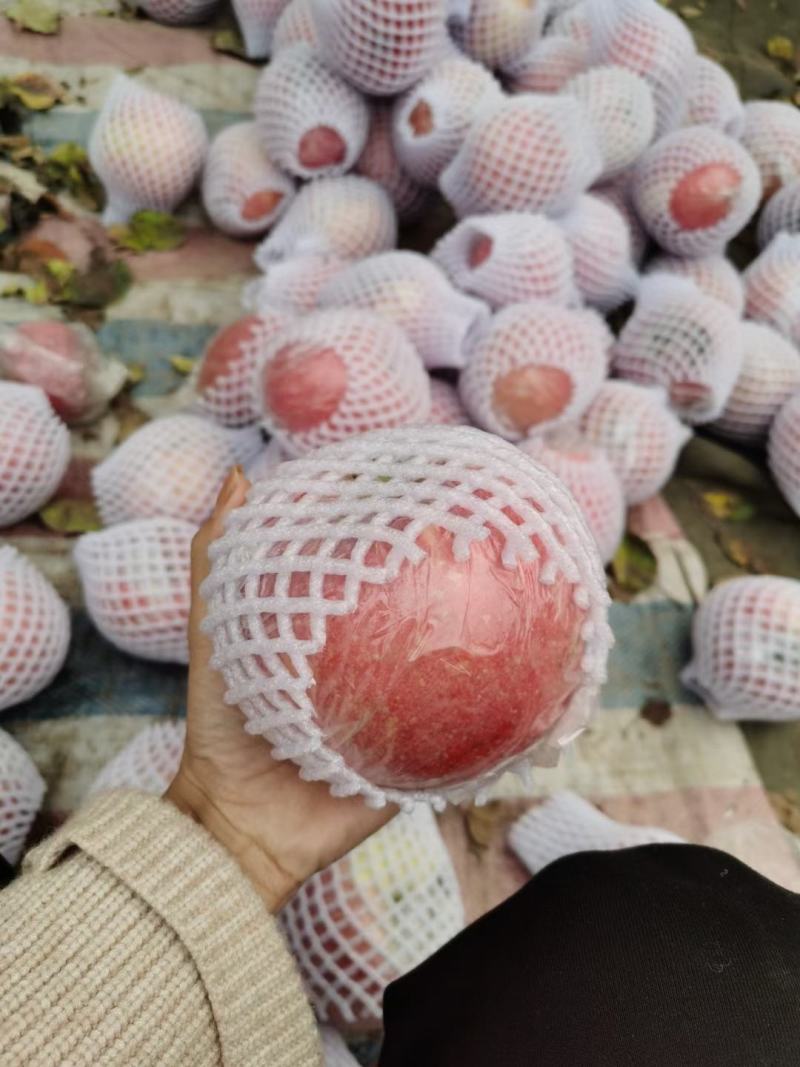 红富士苹果