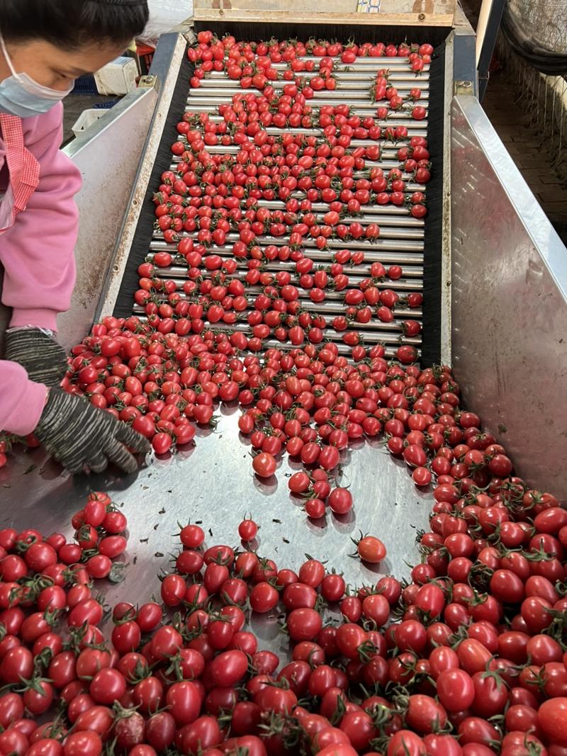 山东千禧圣女果大量供应小番茄小柿子一件代发社区