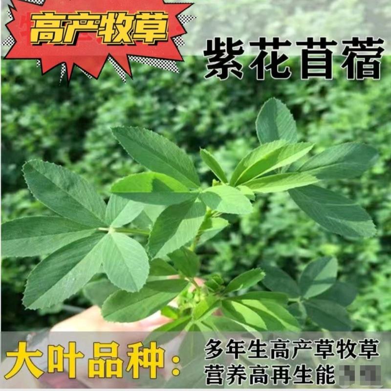 籽紫花苜蓿种子种子牧草种子种植户大面积种植蔬菜种子