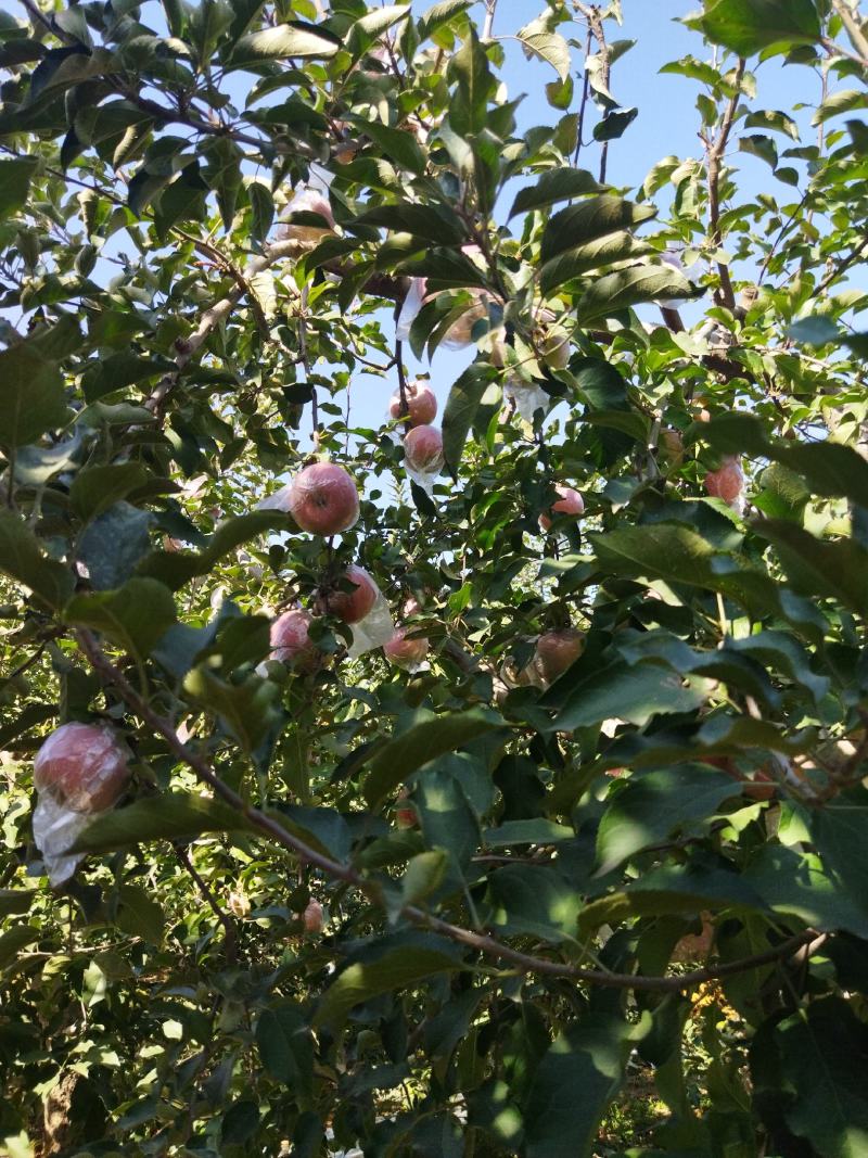 河北省石家庄市正定县苹果种植大户出售红富士苹果