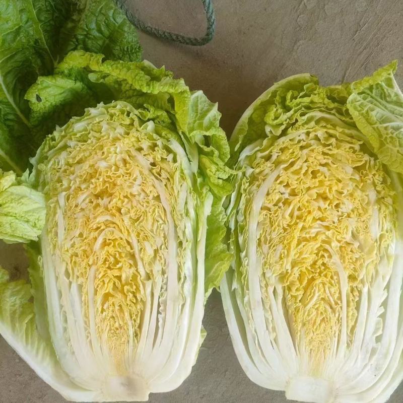 黄心白菜江苏直发无虫眼外形漂亮对接全国批发市场电联优惠