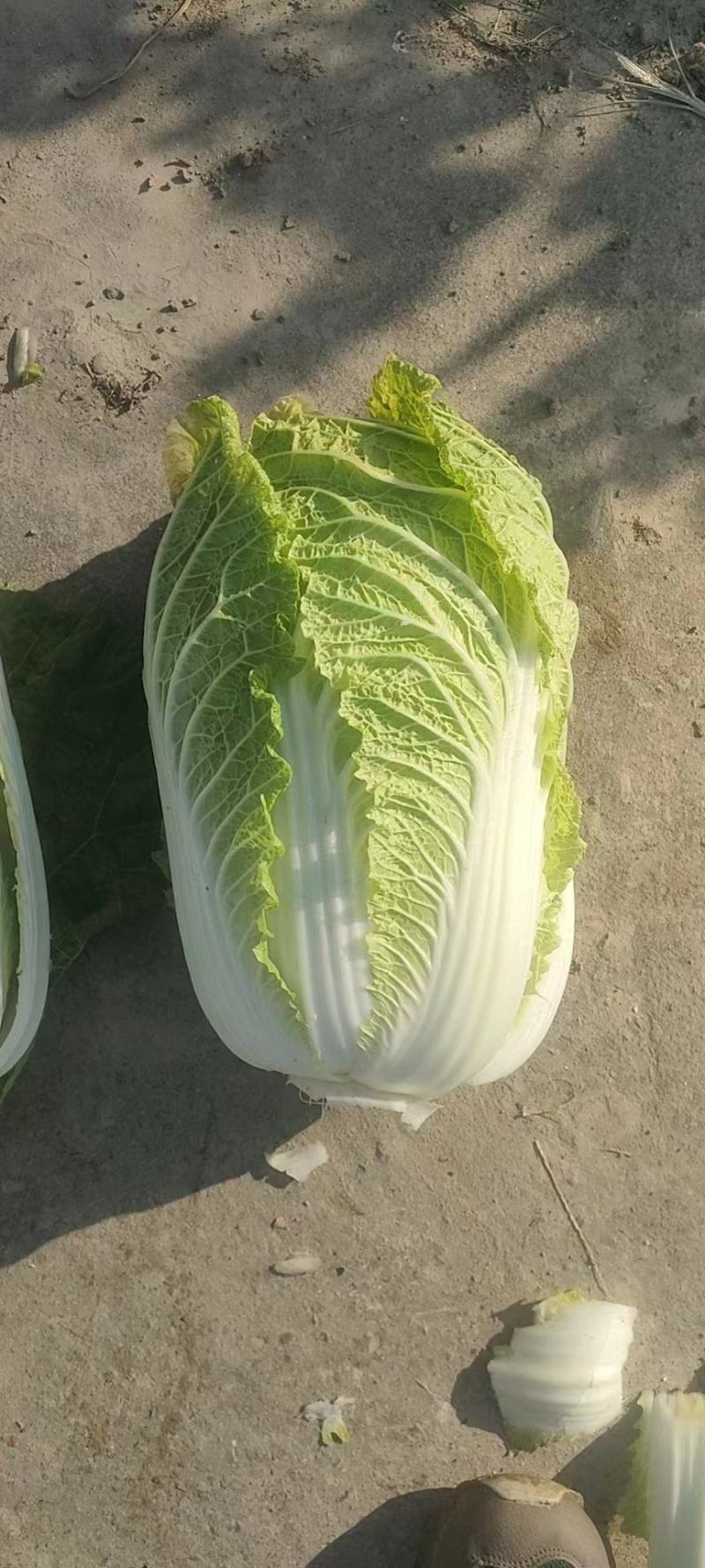 黄心白菜江苏直发无虫眼外形漂亮对接全国批发市场电联优惠