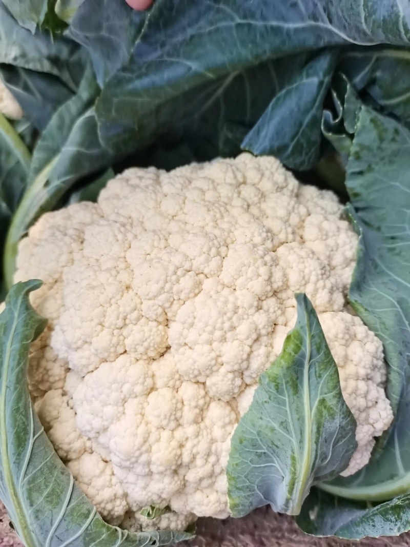 温州菜花有机花菜大量上市青梗白面小米粒货量充足包您满意