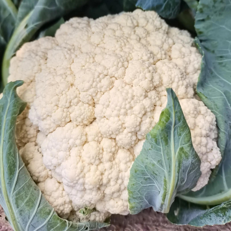 温州菜花有机花菜大量上市青梗白面小米粒货量充足包您满意