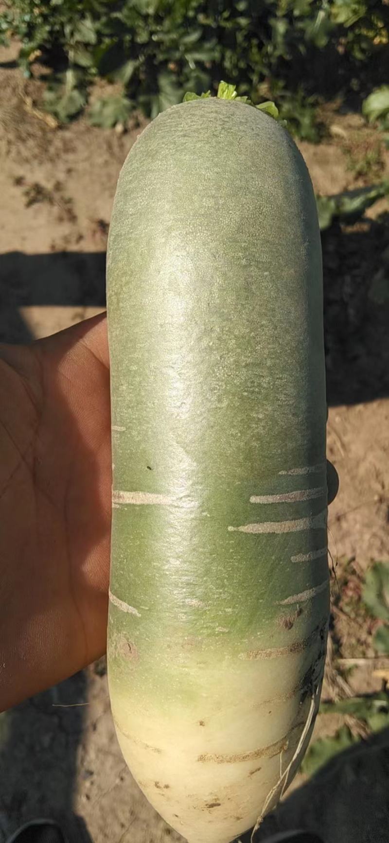 全部都是潍坊水果萝卜，大量有货速度下单了