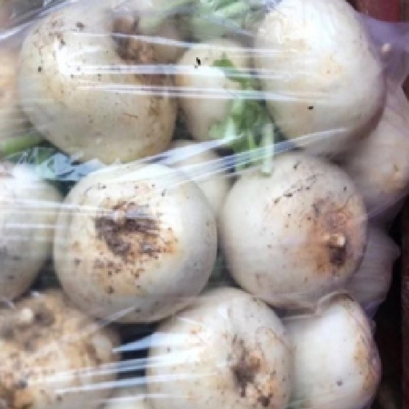 眉山圆萝卜每天30吨