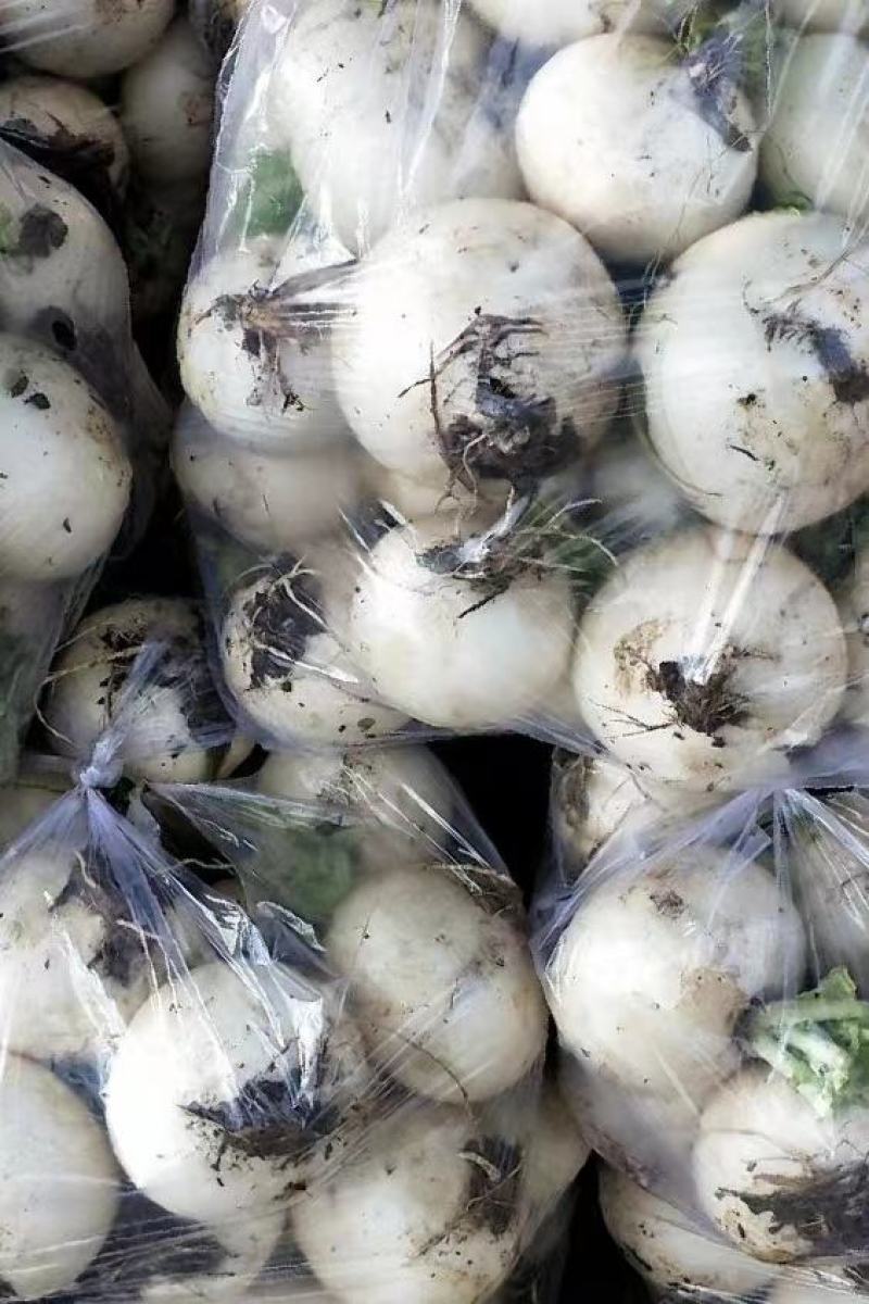 眉山圆萝卜每天30吨
