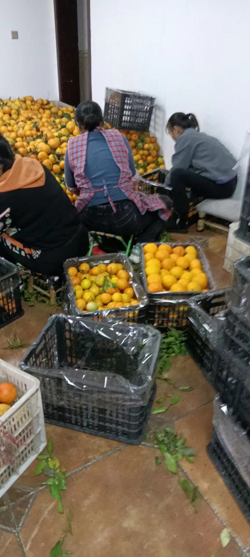 爱媛果冻橙