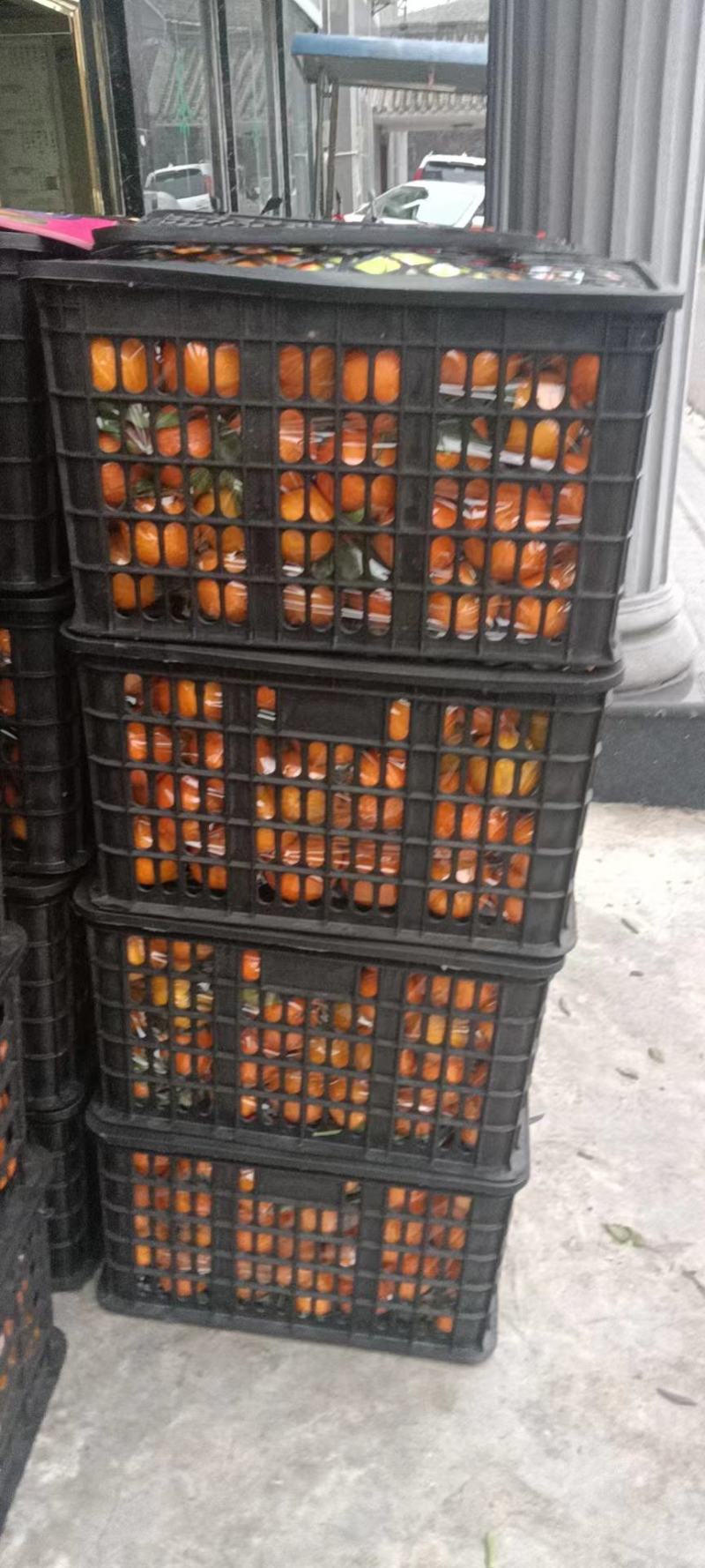 爱媛果冻橙
