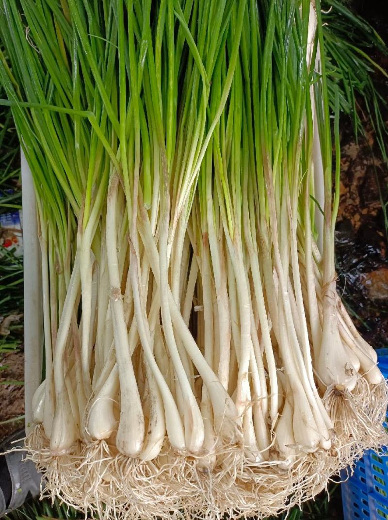 福建漳州诏安县藠头大量有货