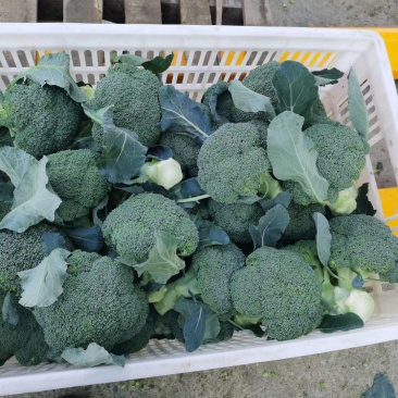 西兰花有机花大白菜包菜白萝卜花菜