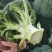 西兰花有机花大白菜包菜白萝卜花菜