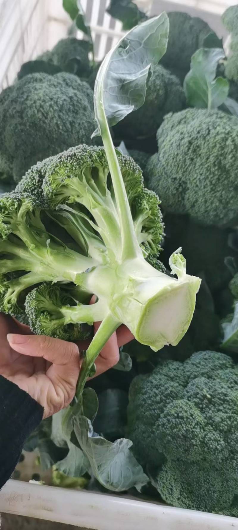 西兰花有机花大白菜包菜白萝卜花菜