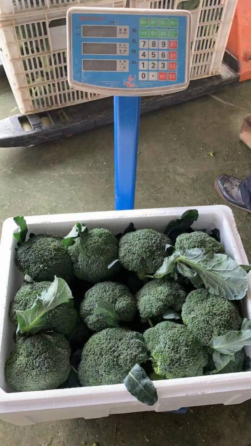西兰花有机花大白菜包菜白萝卜花菜