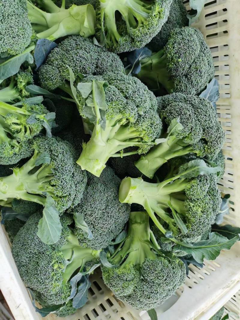 西兰花有机花大白菜包菜白萝卜花菜