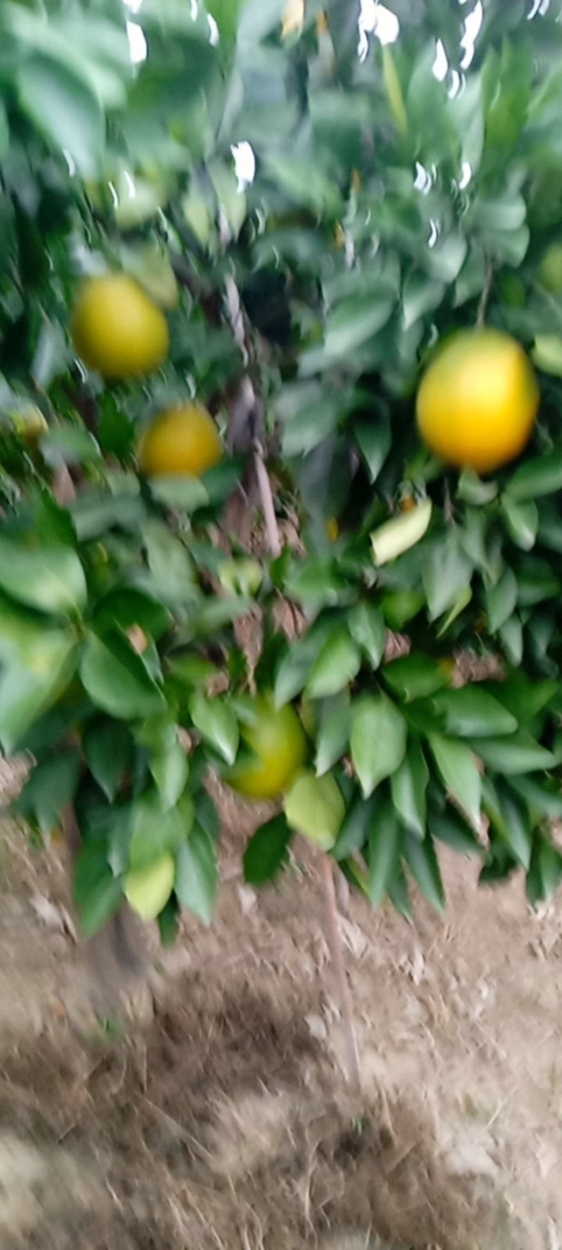 石门县脐橙
