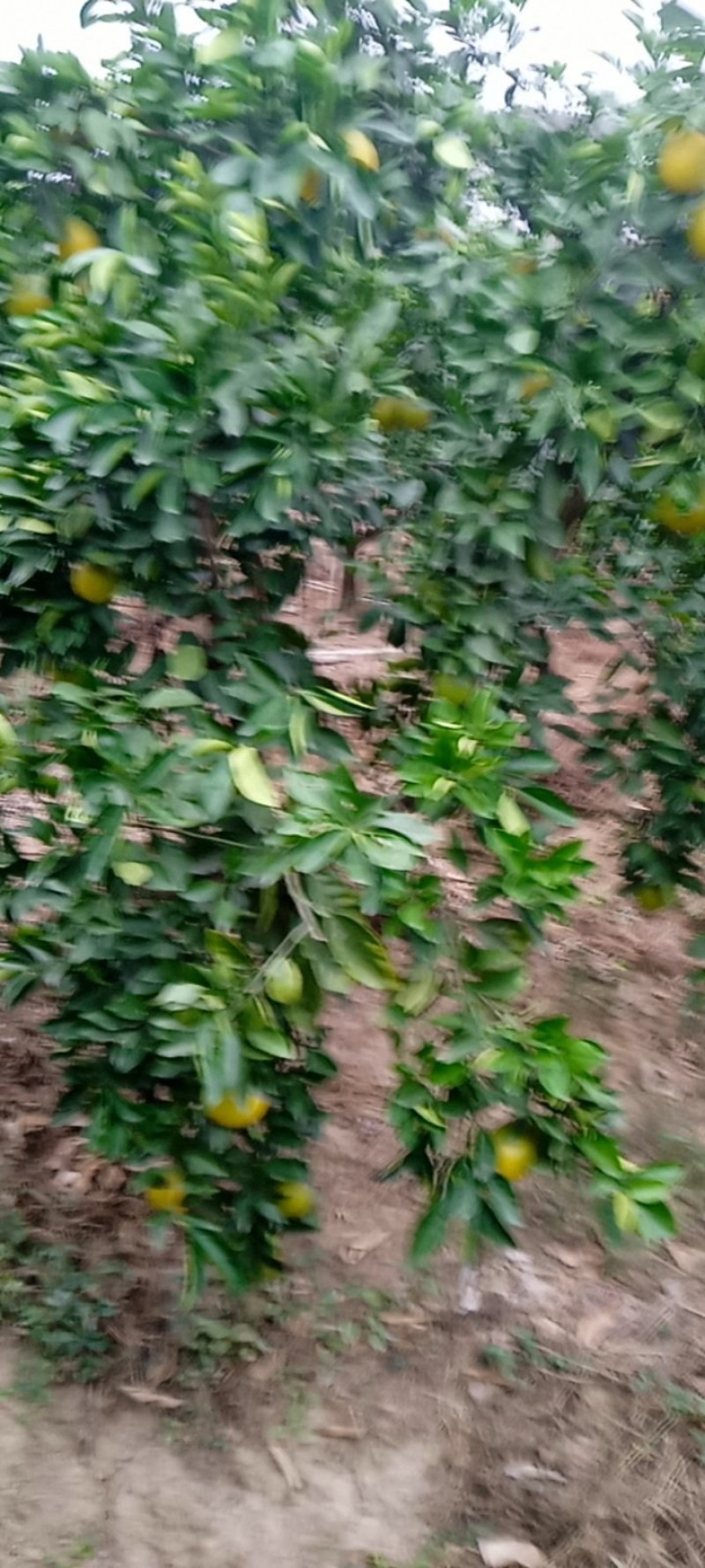 石门县脐橙