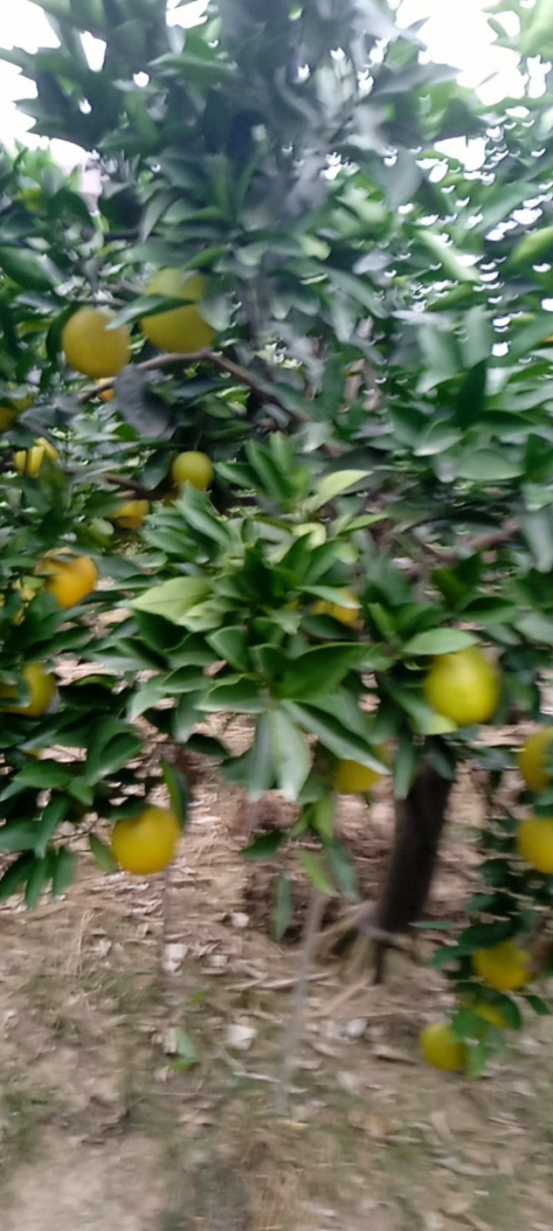石门县脐橙