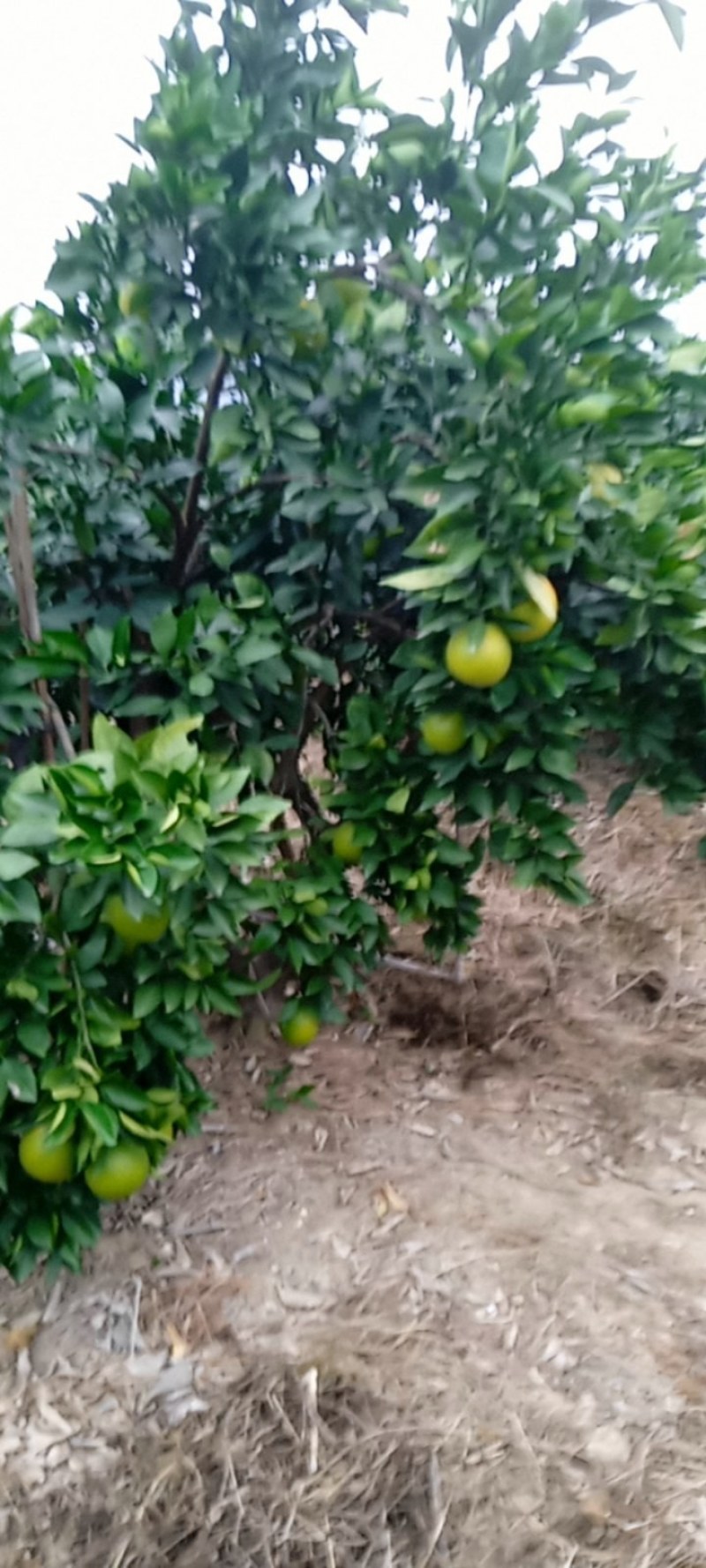 石门县脐橙