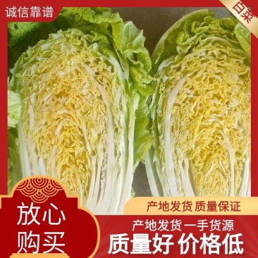 黄心白菜江苏直发无虫眼外形漂亮对接全国批发市场电联优惠