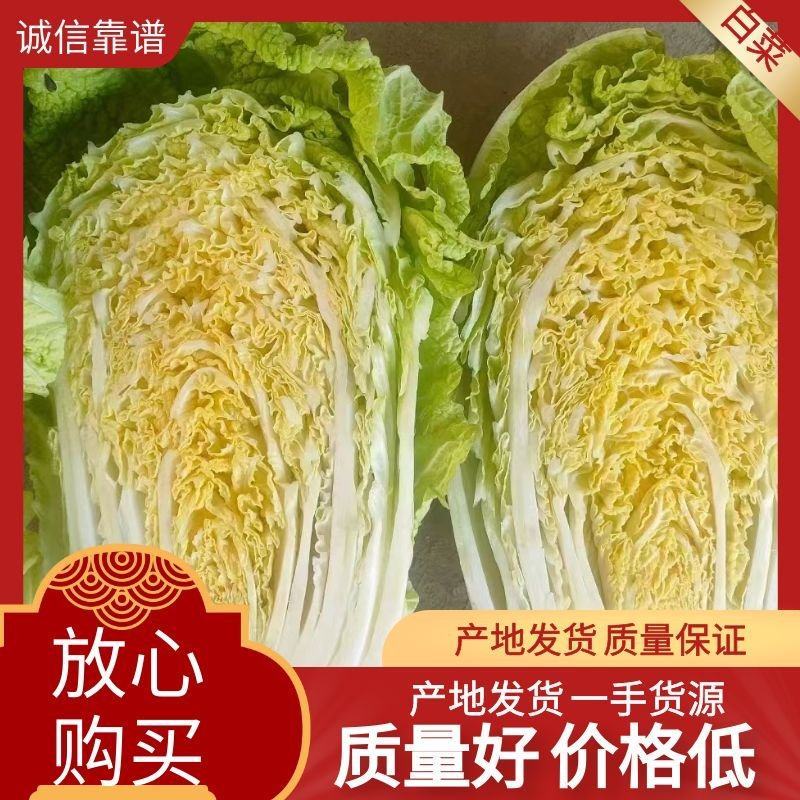 黄心白菜江苏直发无虫眼外形漂亮对接全国批发市场电联优惠