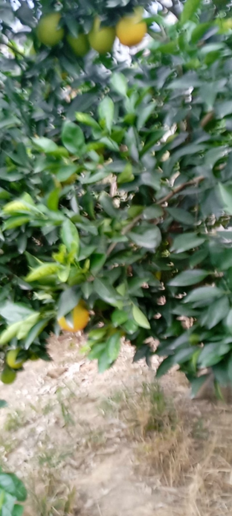 石门县脐橙