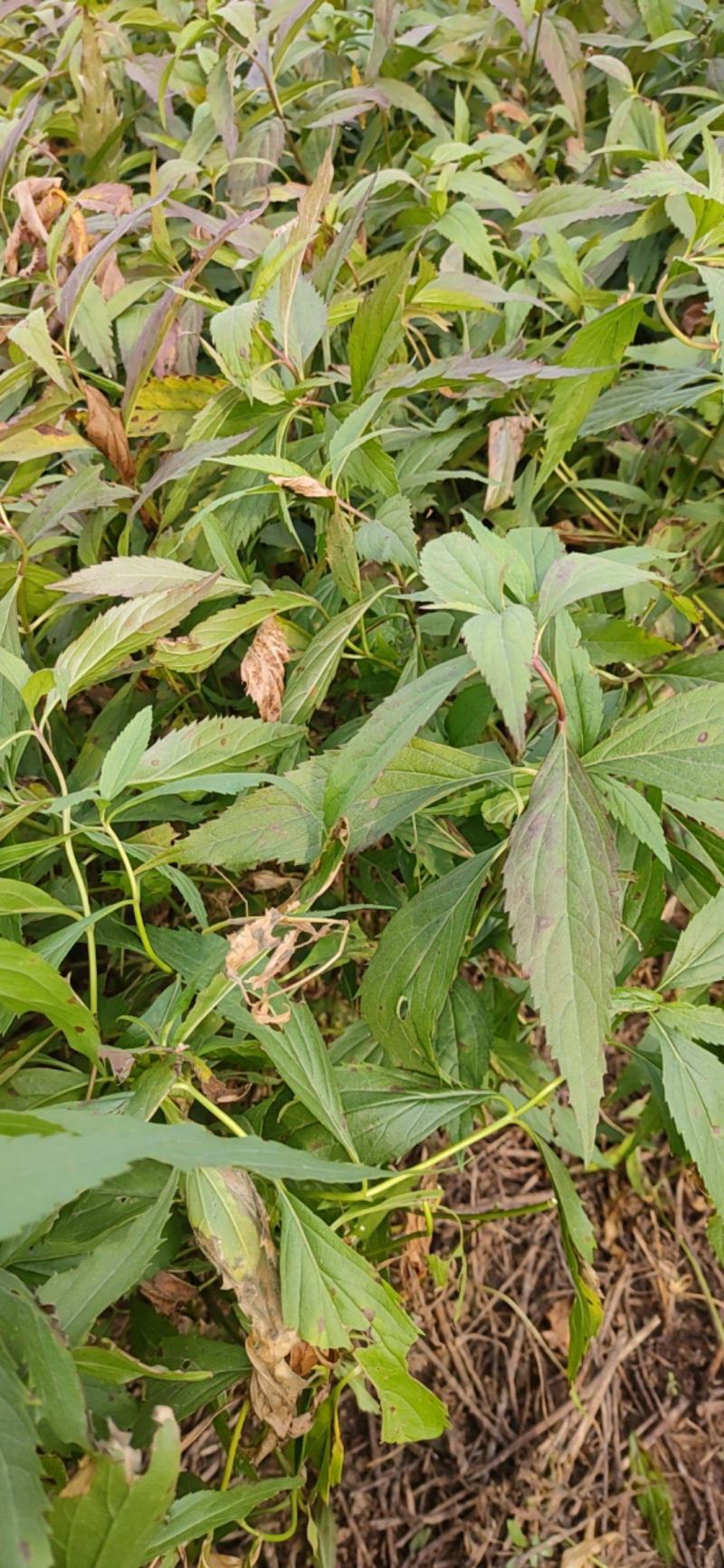 出售佩兰秧苗，根芽