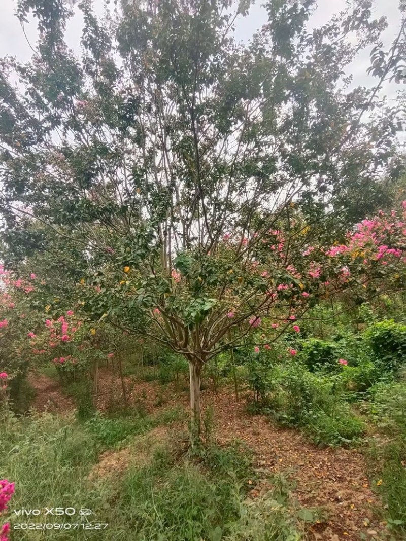 紫薇.丛生紫薇，独杆紫荆，红花紫薇。10公分到12公分