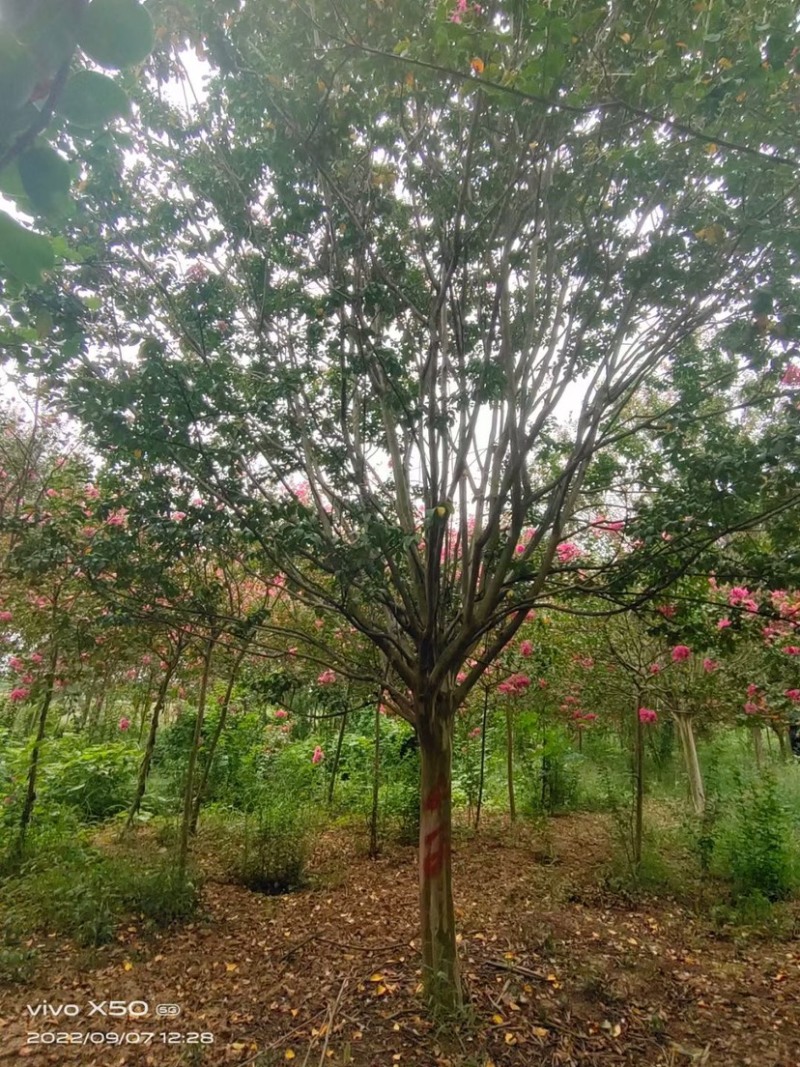 紫薇.丛生紫薇，独杆紫荆，红花紫薇。10公分到12公分
