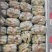 南阳791青头萝卜个头1—3斤市场货、电商货大量低价应