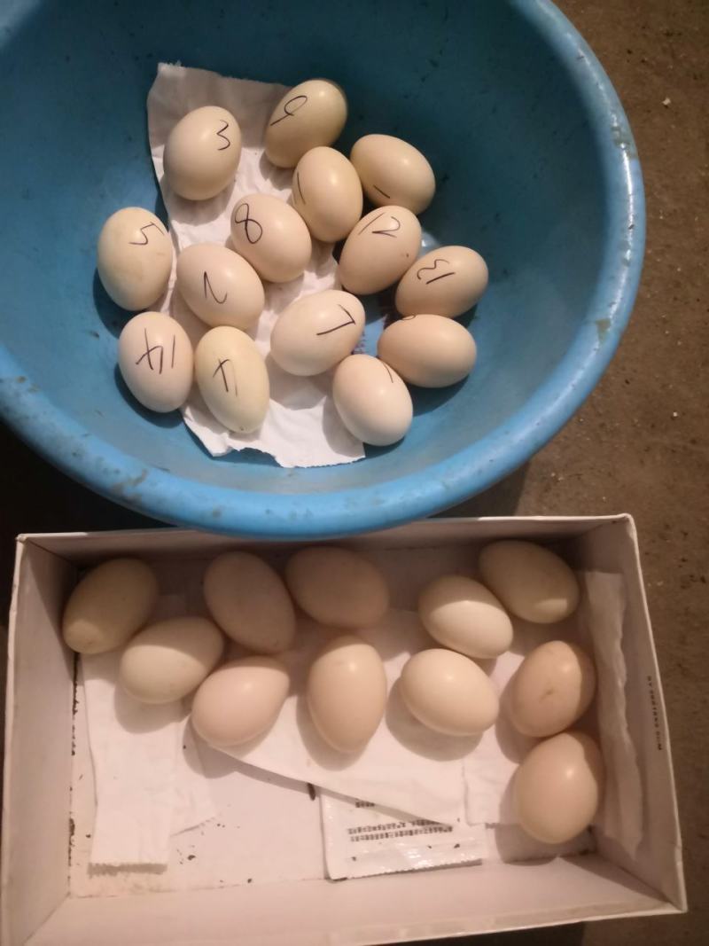 林地散养鸡鸭鹅蛋零售