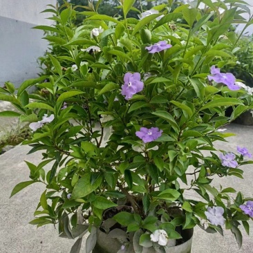 本苗圃长期供应精品花镜植物双色茉莉，量大从优，质优价廉