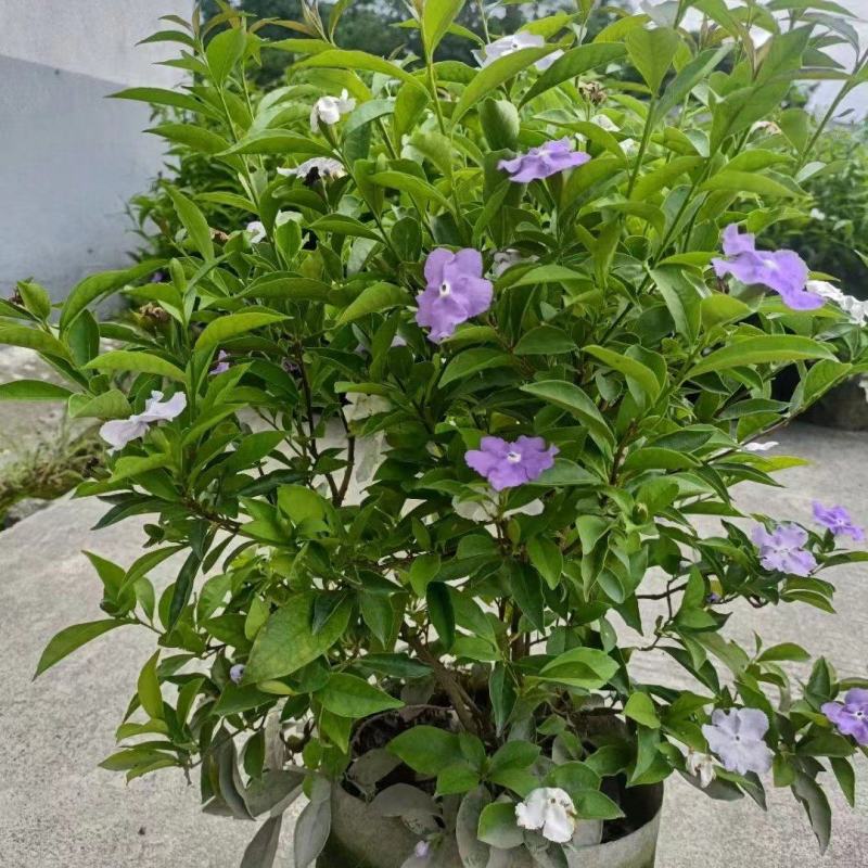 本苗圃长期供应精品花镜植物双色茉莉，量大从优，质优价廉