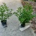 本苗圃长期供应精品花镜植物双色茉莉，量大从优，质优价廉