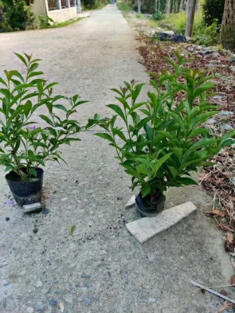 本苗圃长期供应精品花镜植物双色茉莉，量大从优，质优价廉