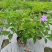 本苗圃长期供应精品花镜植物双色茉莉，量大从优，质优价廉