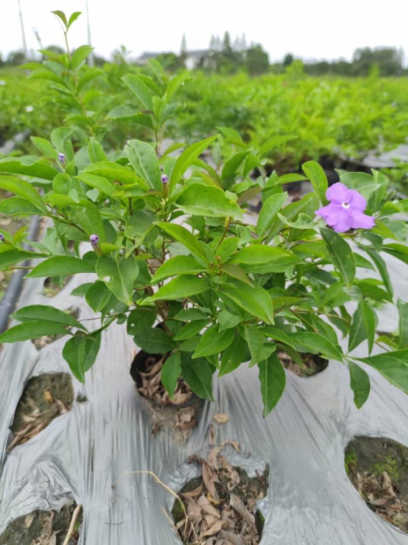 本苗圃长期供应精品花镜植物双色茉莉，量大从优，质优价廉