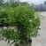 本苗圃长期供应精品花镜植物双色茉莉，量大从优，质优价廉