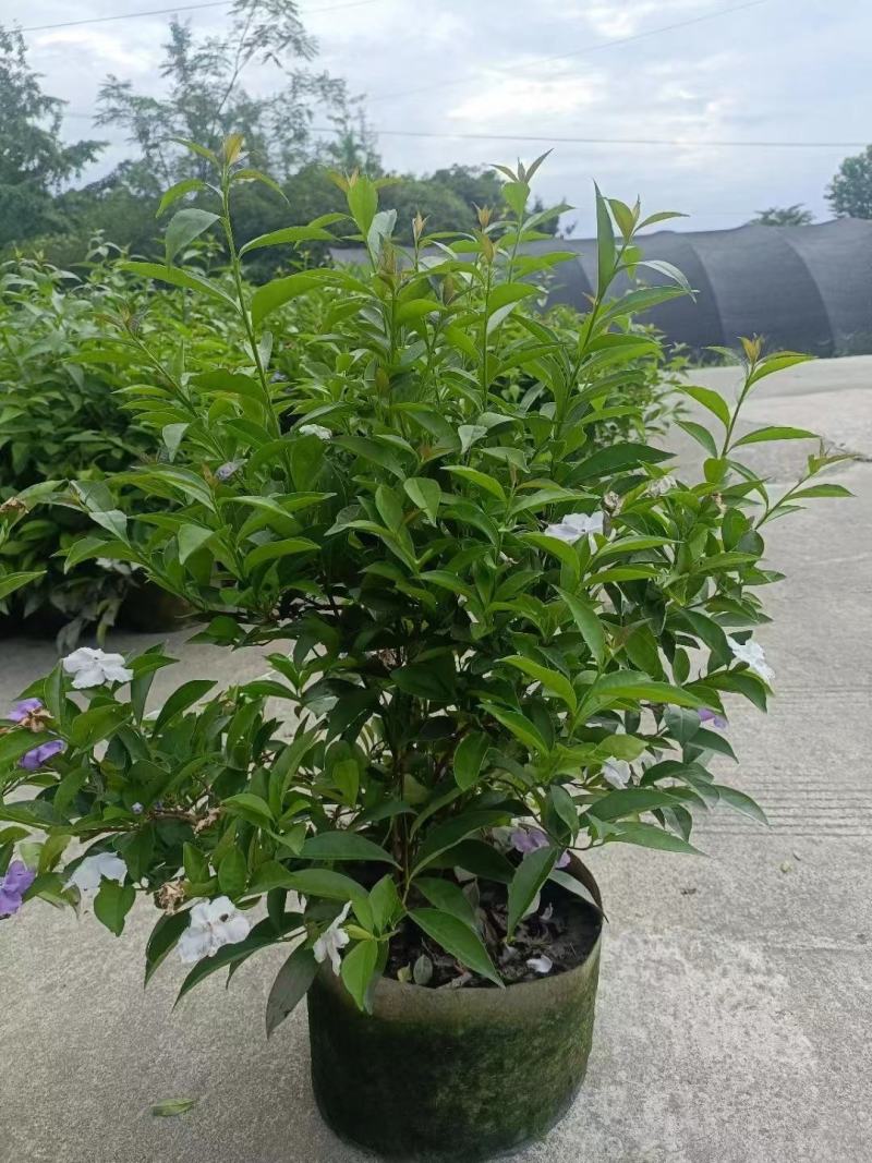 本苗圃长期供应精品花镜植物双色茉莉，量大从优，质优价廉