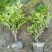 本苗圃长期供应精品花镜植物双色茉莉，量大从优，质优价廉