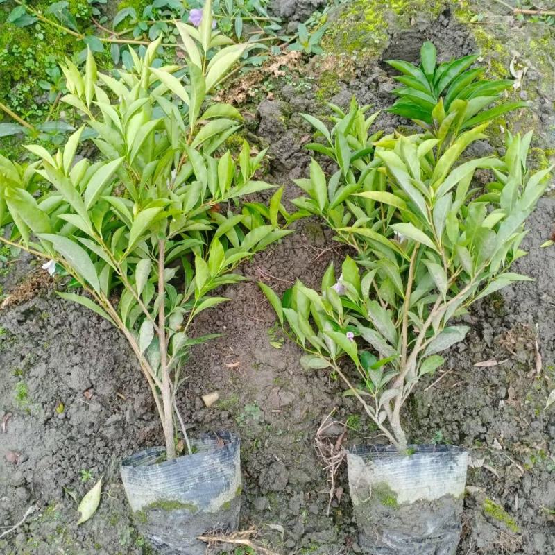 本苗圃长期供应精品花镜植物双色茉莉，量大从优，质优价廉