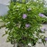 本苗圃长期供应精品花镜植物双色茉莉，量大从优，质优价廉