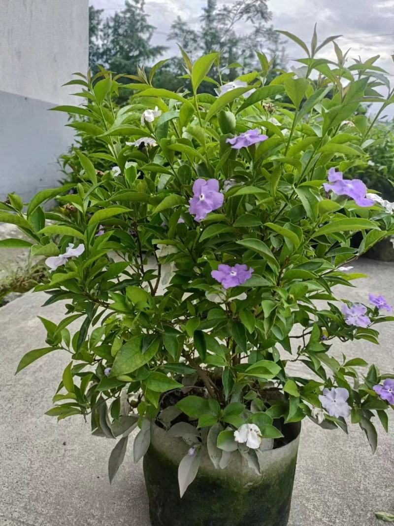 本苗圃长期供应精品花镜植物双色茉莉，量大从优，质优价廉