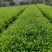 本苗圃长期供应精品花镜植物双色茉莉，量大从优，质优价廉
