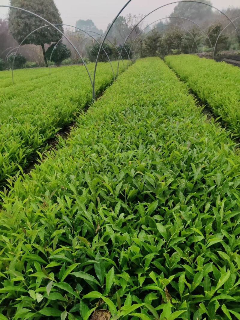 本苗圃长期供应精品花镜植物双色茉莉，量大从优，质优价廉