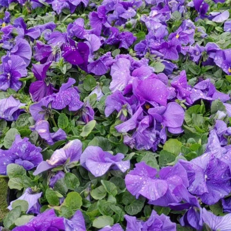 本苗圃常年供应精品草花三色堇，量大从优，质优价廉