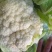 花菜青梗白面松花可供市场电商等各种渠道