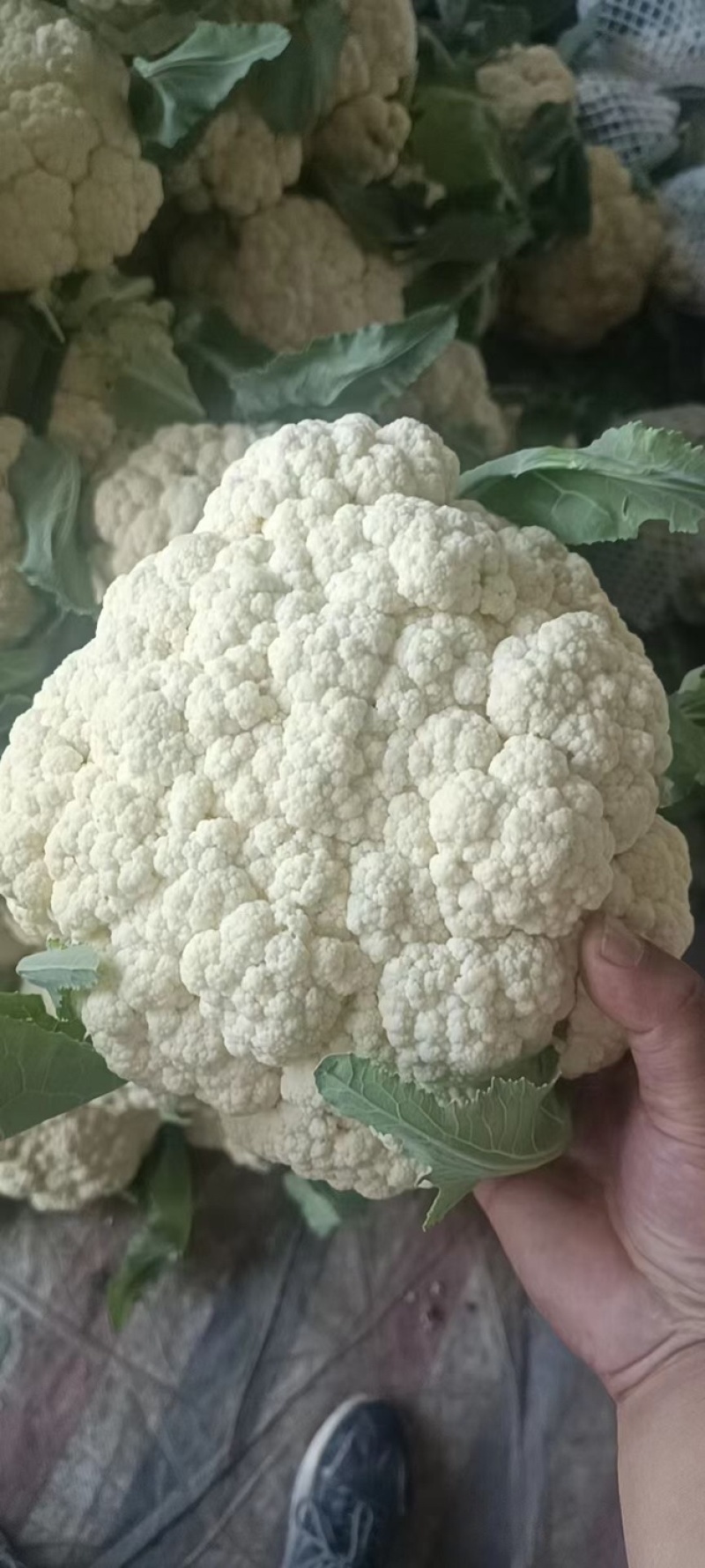 花菜青梗白面松花可供市场电商等各种渠道